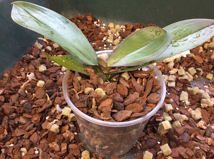 orchid perfectly repotted