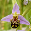 orchis apifera