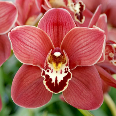 All About Cymbidium Orchids And How To Grow Them,Green Onion Vs Chives