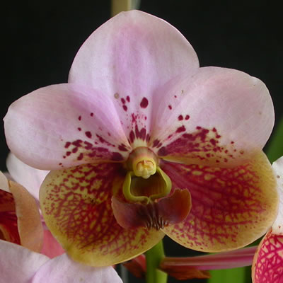 all about Vanda Orchids and how to grow them